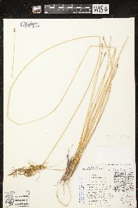 Eleocharis rostellata image