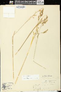 Festuca paradoxa image