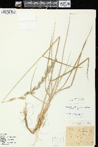 Elymus lanceolatus image