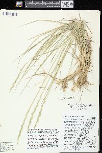 Elymus lanceolatus subsp. lanceolatus image