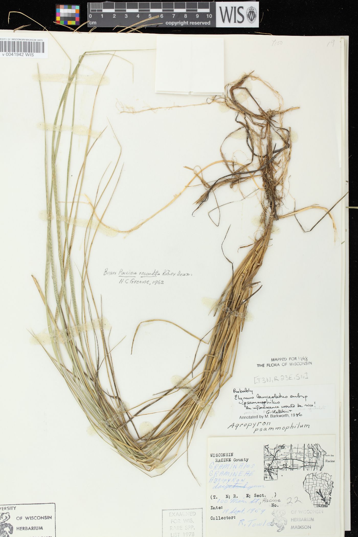 Elymus lanceolatus subsp. lanceolatus image