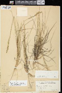 Elymus lanceolatus image