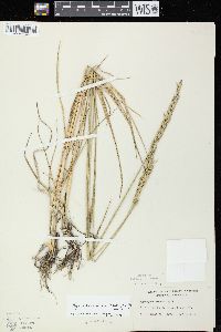 Elymus lanceolatus subsp. lanceolatus image