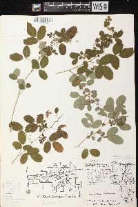 Lespedeza violacea image