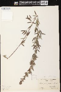 Lespedeza virginica image