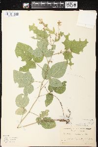 Desmodium canescens image