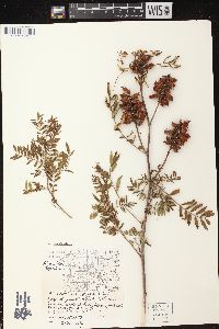 Glycyrrhiza lepidota image