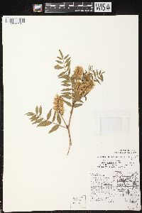 Glycyrrhiza lepidota image