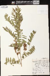 Glycyrrhiza lepidota image