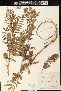 Glycyrrhiza lepidota image