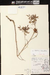 Glycyrrhiza lepidota image