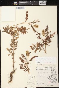 Glycyrrhiza lepidota image