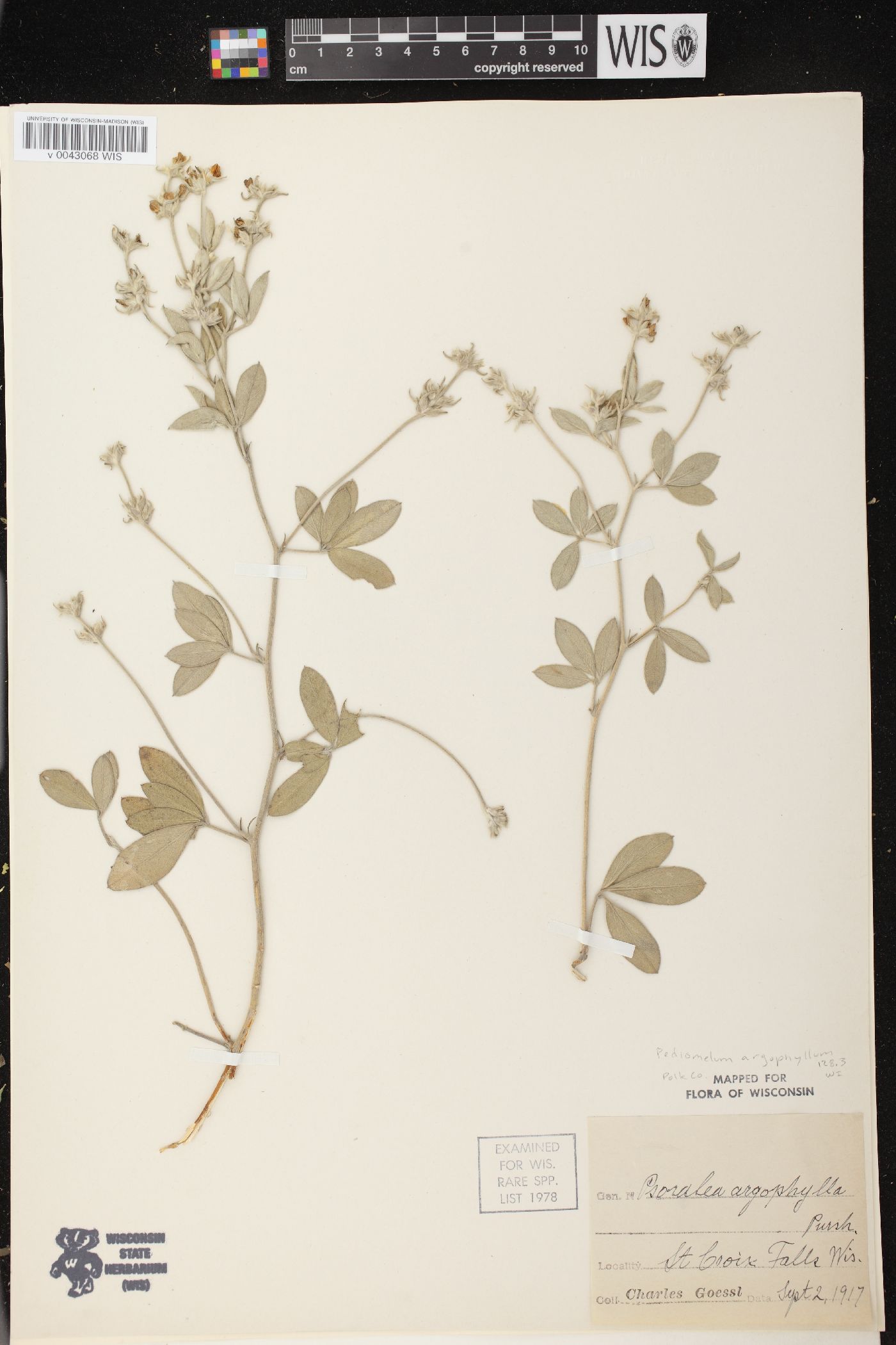 Pediomelum argophyllum image