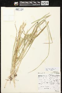 Carex schweinitzii image