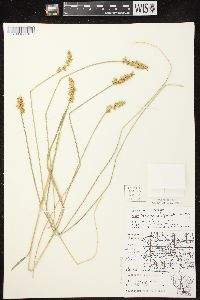 Carex laevivaginata image