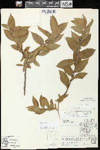 Salix cordata image