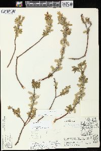 Salix cordata image