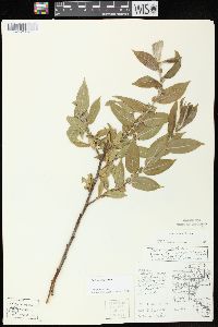 Salix cordata image