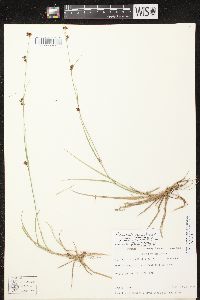 Rhynchospora capillacea image