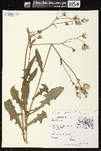 Sonchus arvensis image