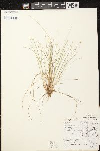 Trichophorum clintonii image