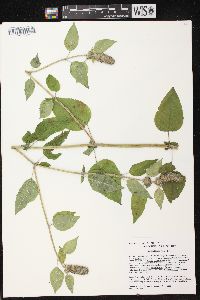 Blephilia hirsuta var. hirsuta image