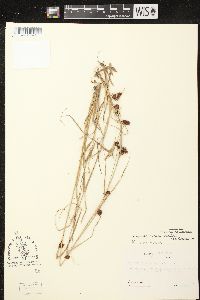 Rhynchospora capitellata image