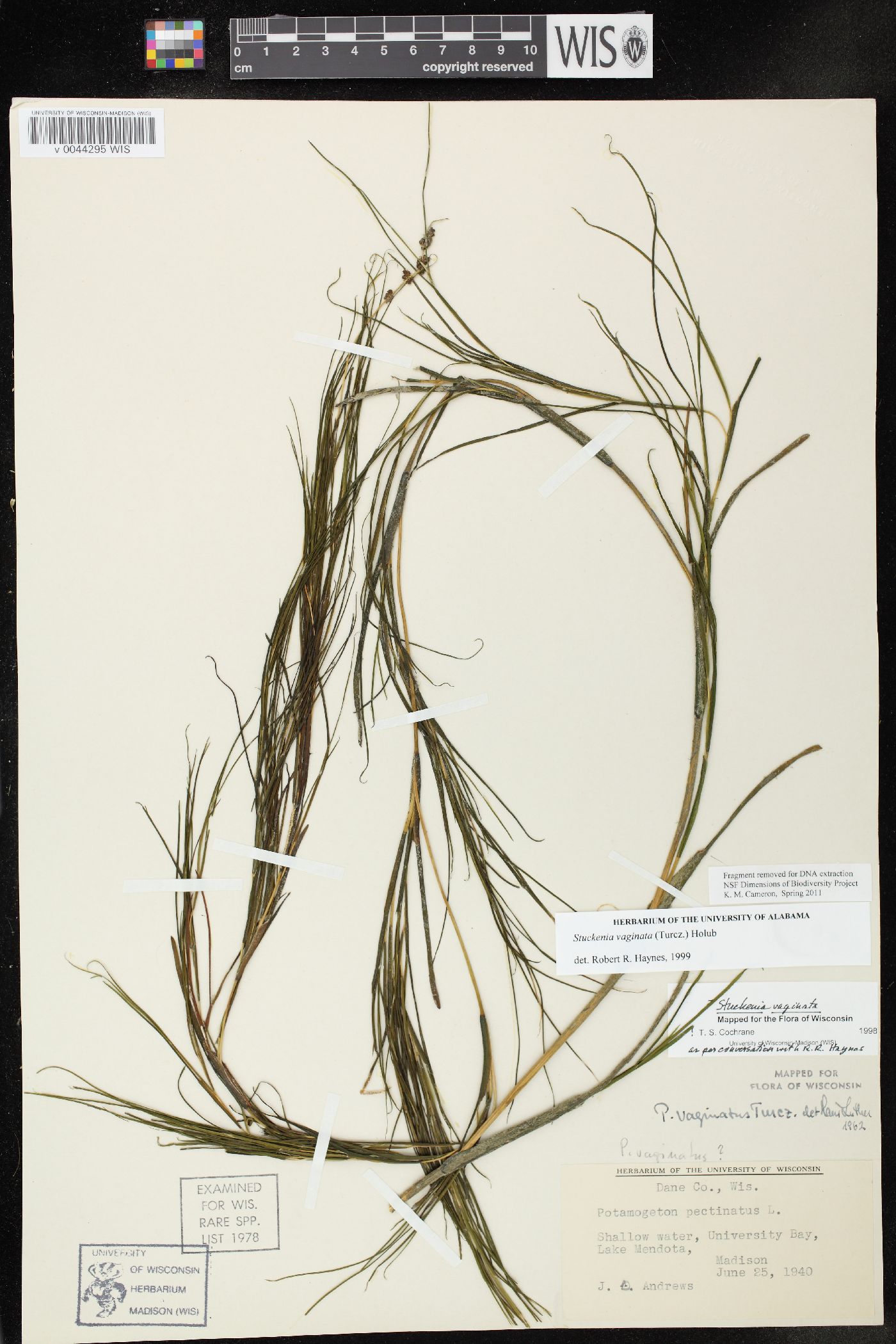 Stuckenia vaginata image