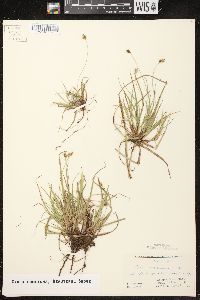 Carex concinna image