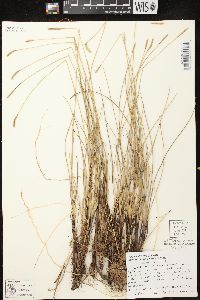 Carex exilis image