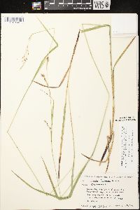 Carex formosa image