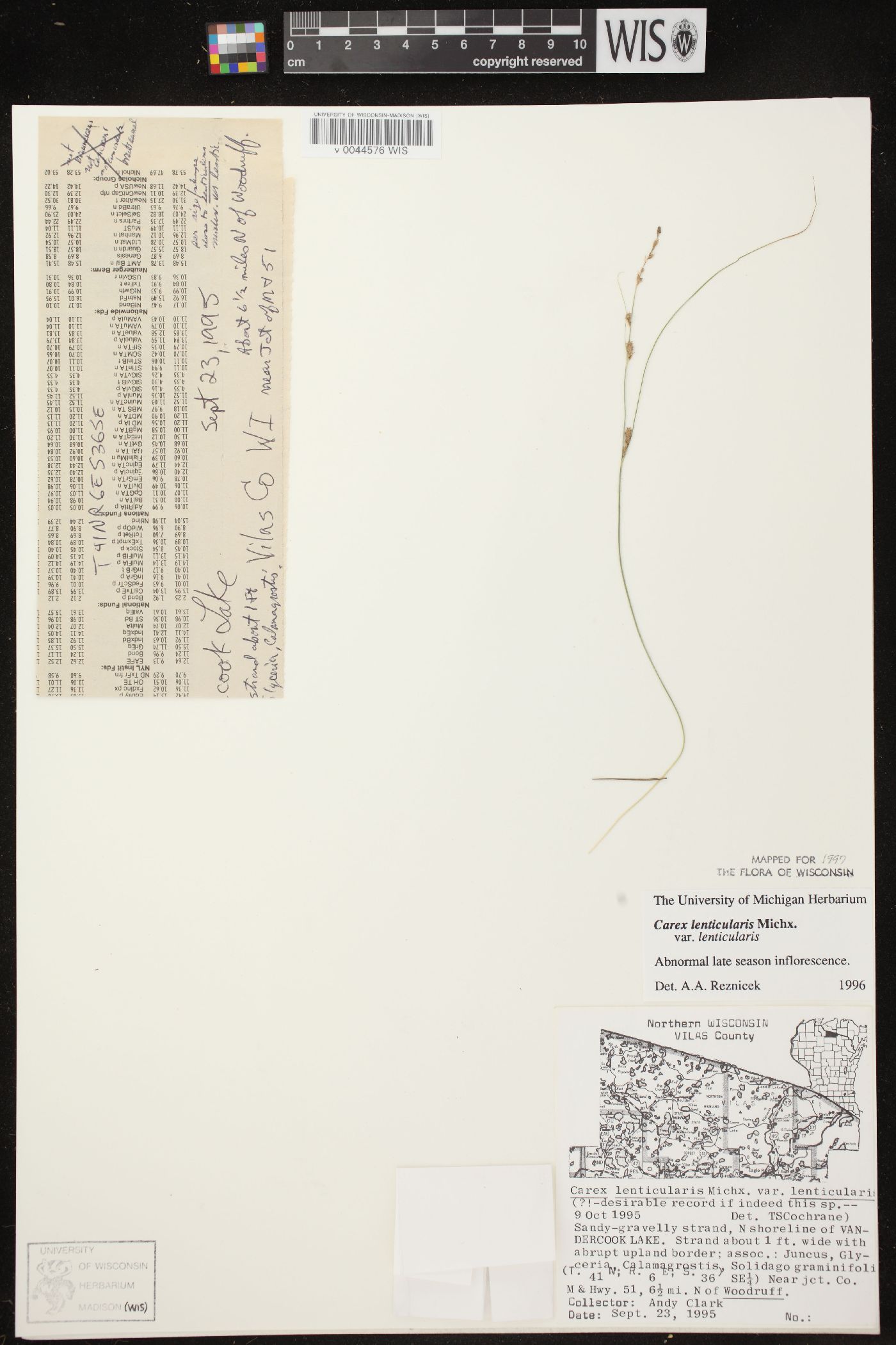 Carex lenticularis var. lenticularis image