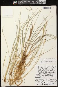 Carex lenticularis image