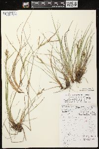 Carex lenticularis image