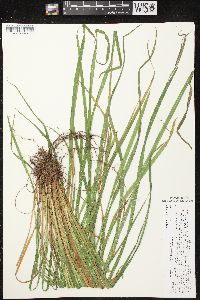 Carex prasina image