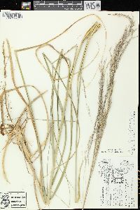 Calamovilfa longifolia image