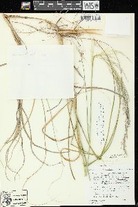 Calamovilfa longifolia image