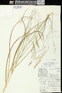 Calamovilfa longifolia image