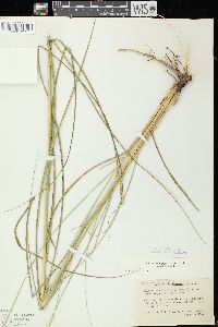 Calamovilfa longifolia image