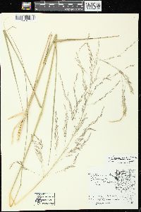 Calamovilfa longifolia var. magna image