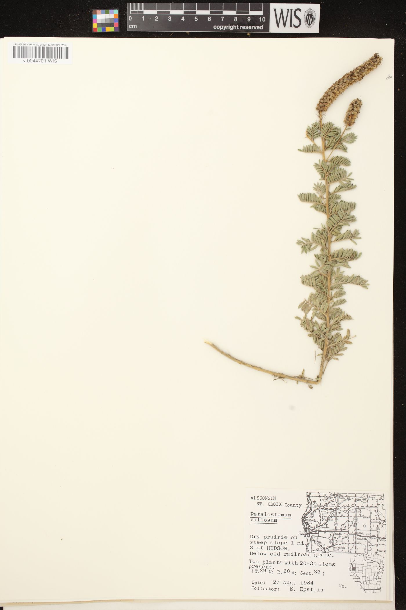 Dalea villosa image