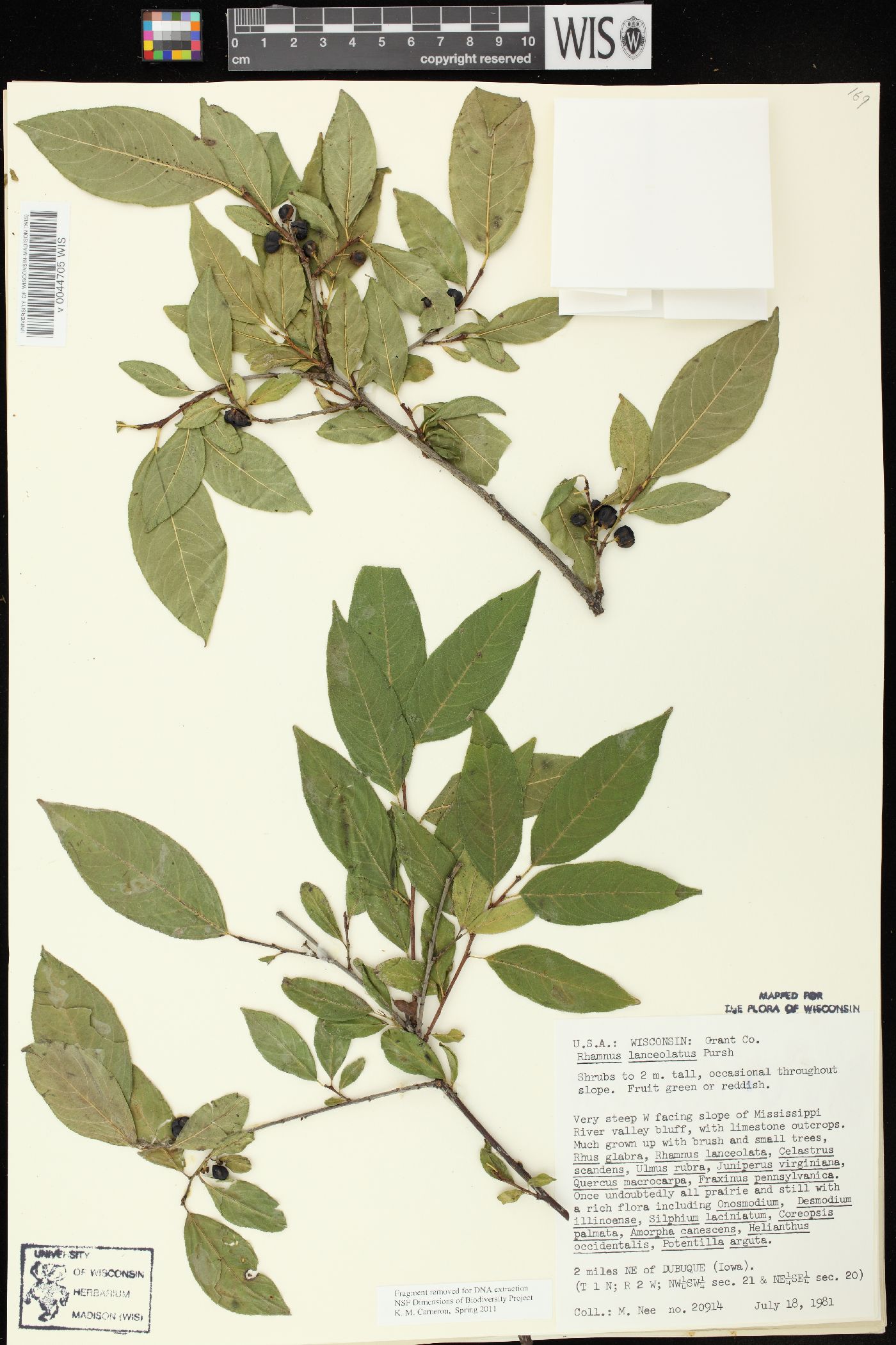 Rhamnus lanceolata var. glabrata image