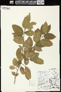 Rhamnus lanceolata var. glabrata image