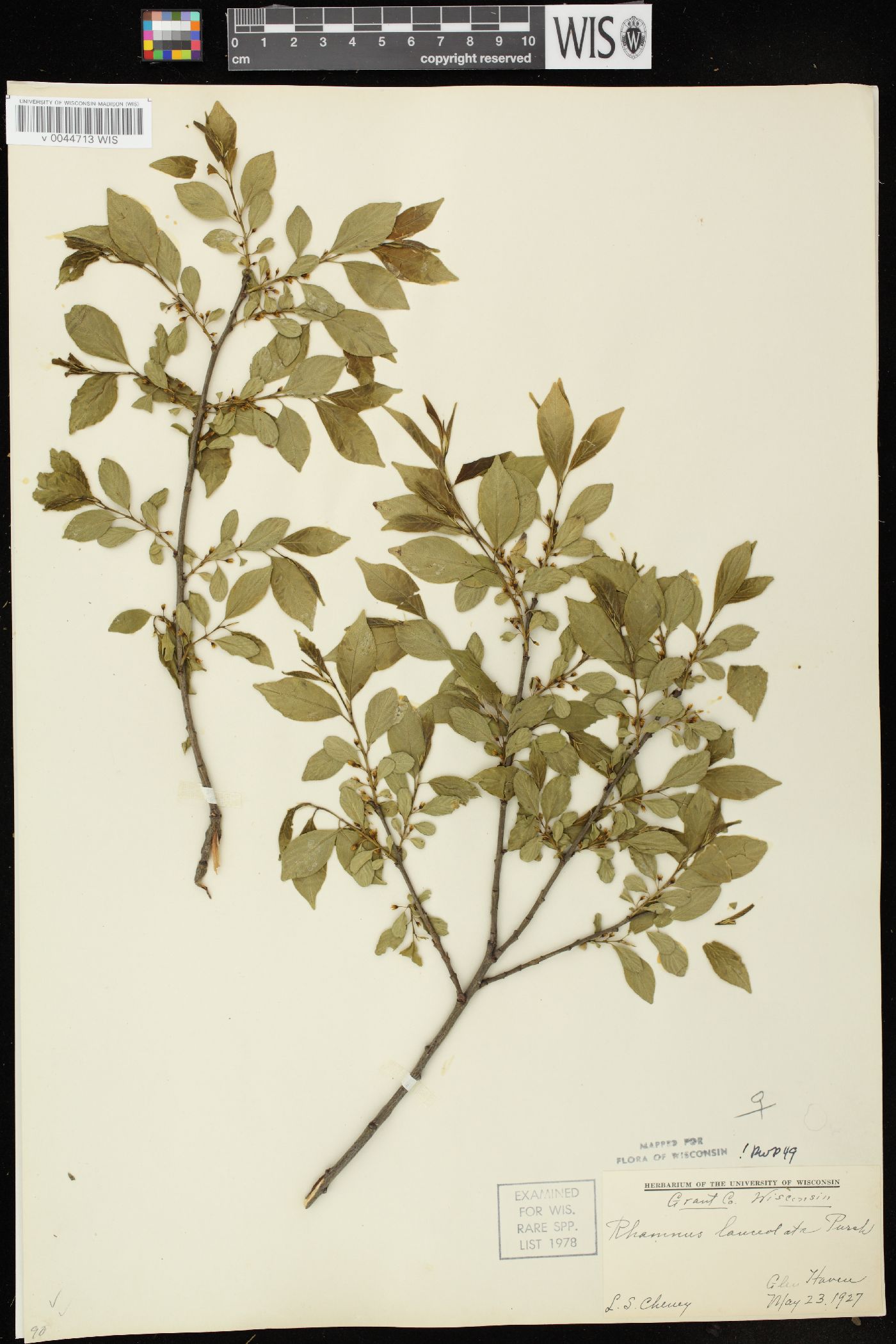 Rhamnus lanceolata var. glabrata image