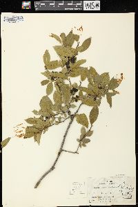 Rhamnus lanceolata var. glabrata image