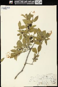 Rhamnus lanceolata image