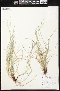 Carex assiniboinensis image