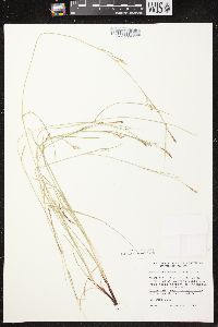 Carex assiniboinensis image