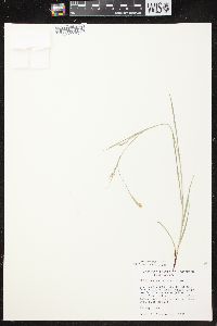 Carex assiniboinensis image