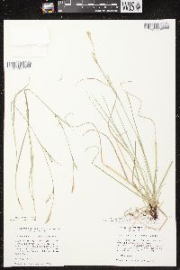 Carex assiniboinensis image